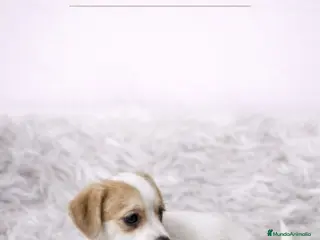 Jack Russell Terrier perros JACK RUSSELL PATA CORTA - Anuncio 2