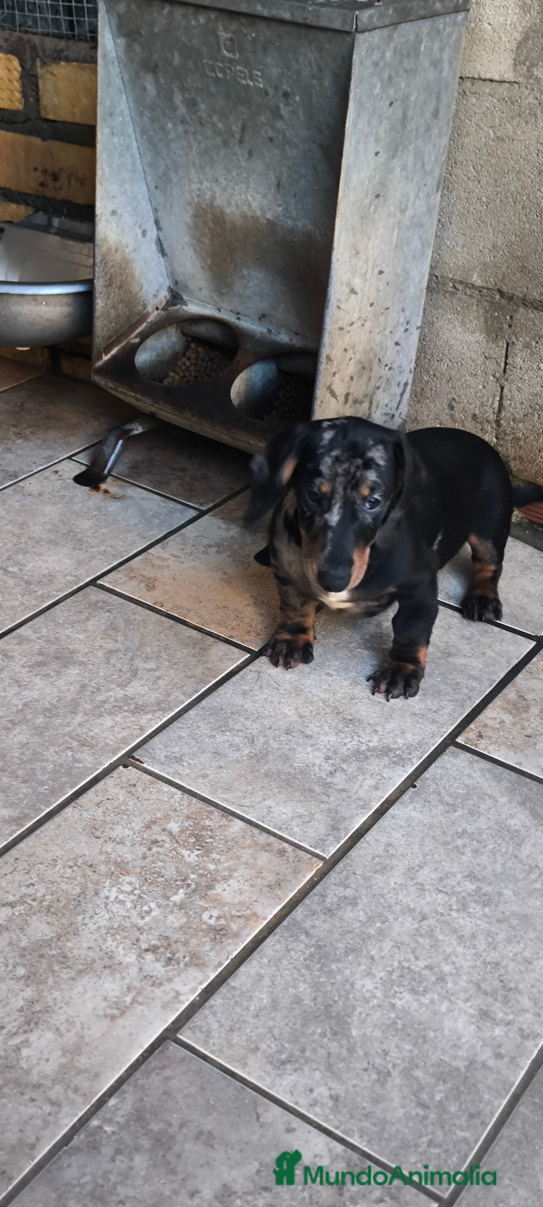 Teckel Miniatura perros teckel miniatura arlequín plata  - Anuncio 22