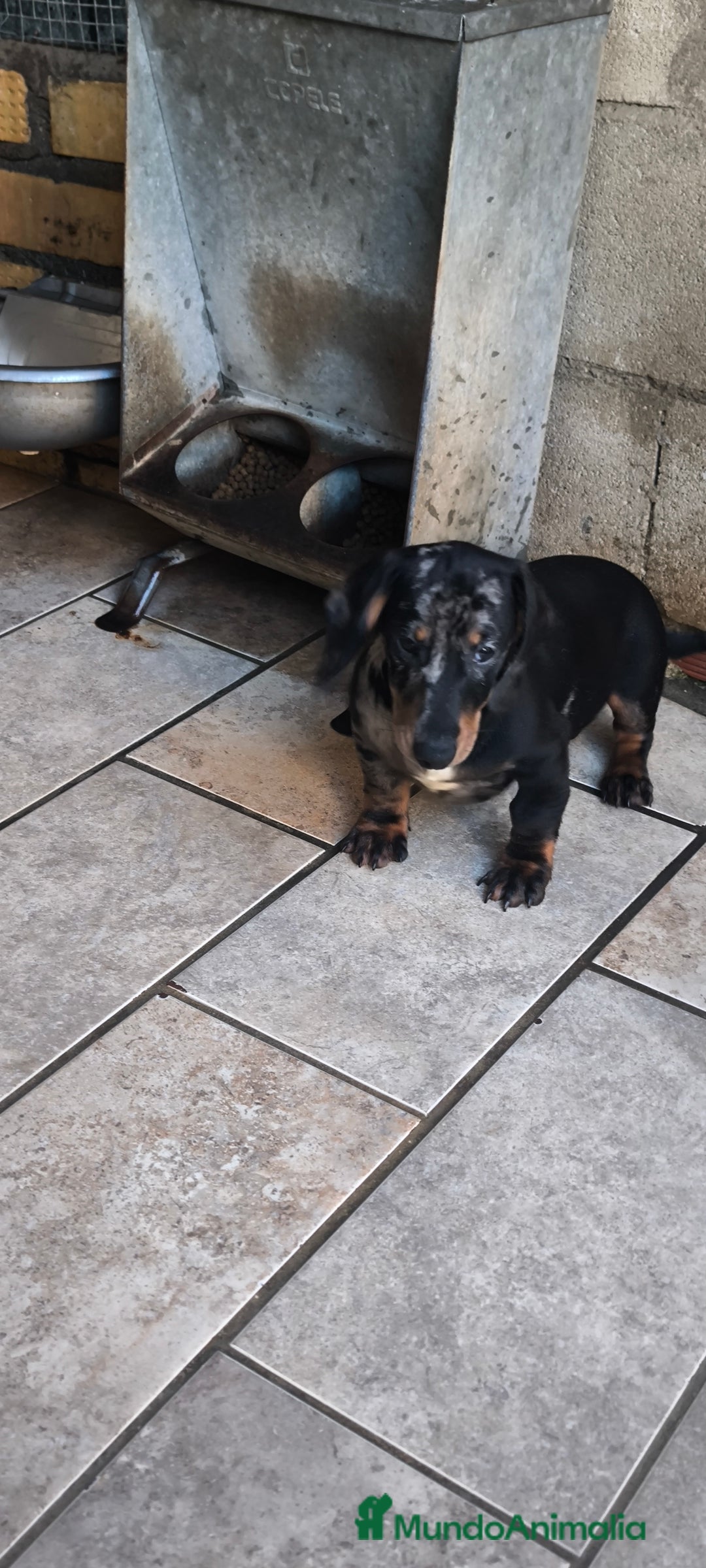 Teckel Miniatura perros en venta: teckel miniatura arlequín plata  - Anuncio 1