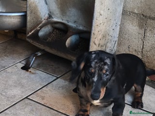 Teckel Miniatura perros teckel miniatura arlequín plata - Anuncio 1