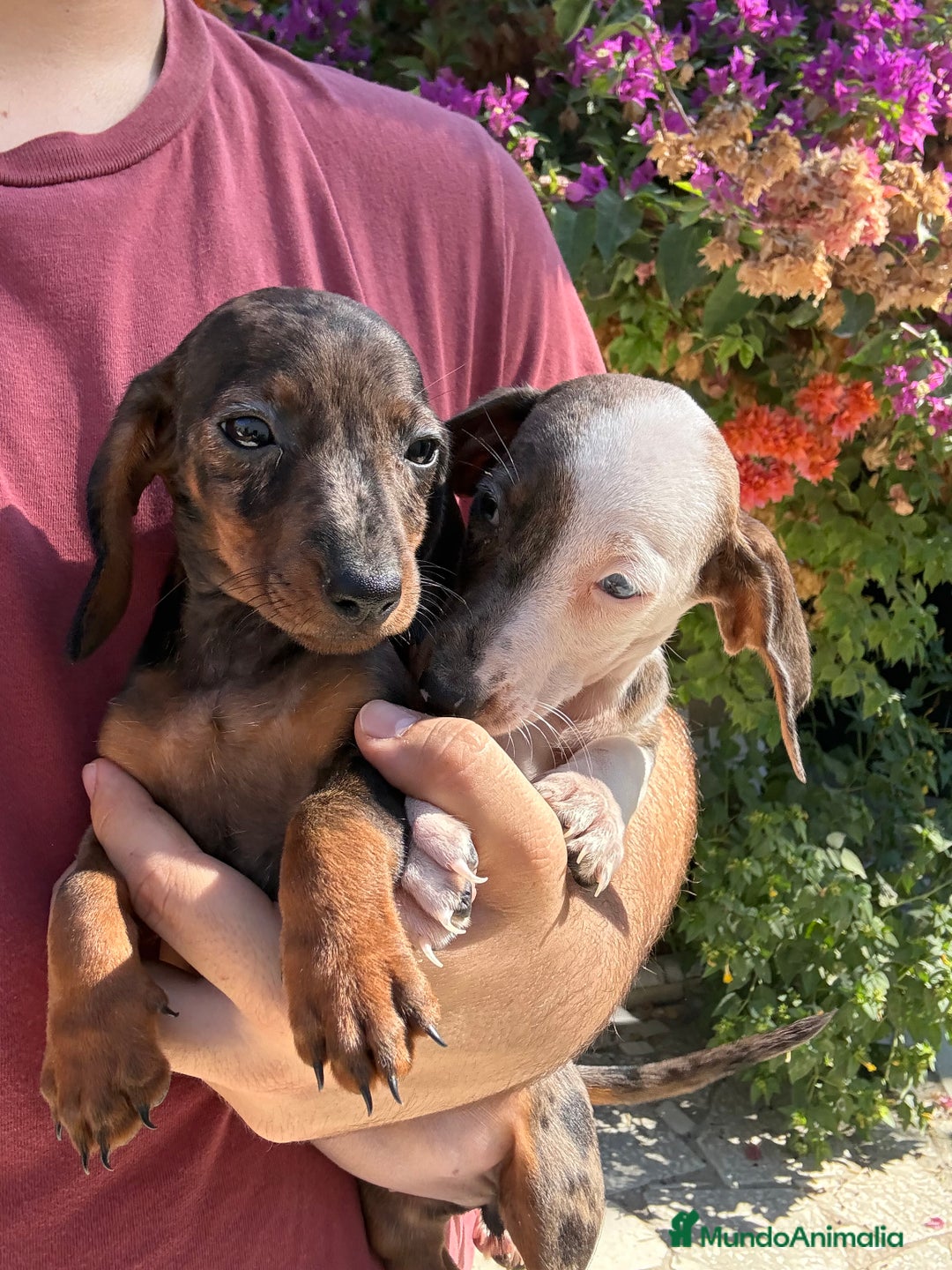 Teckel perros en venta: Teckels kaninchen  - Imagen 2