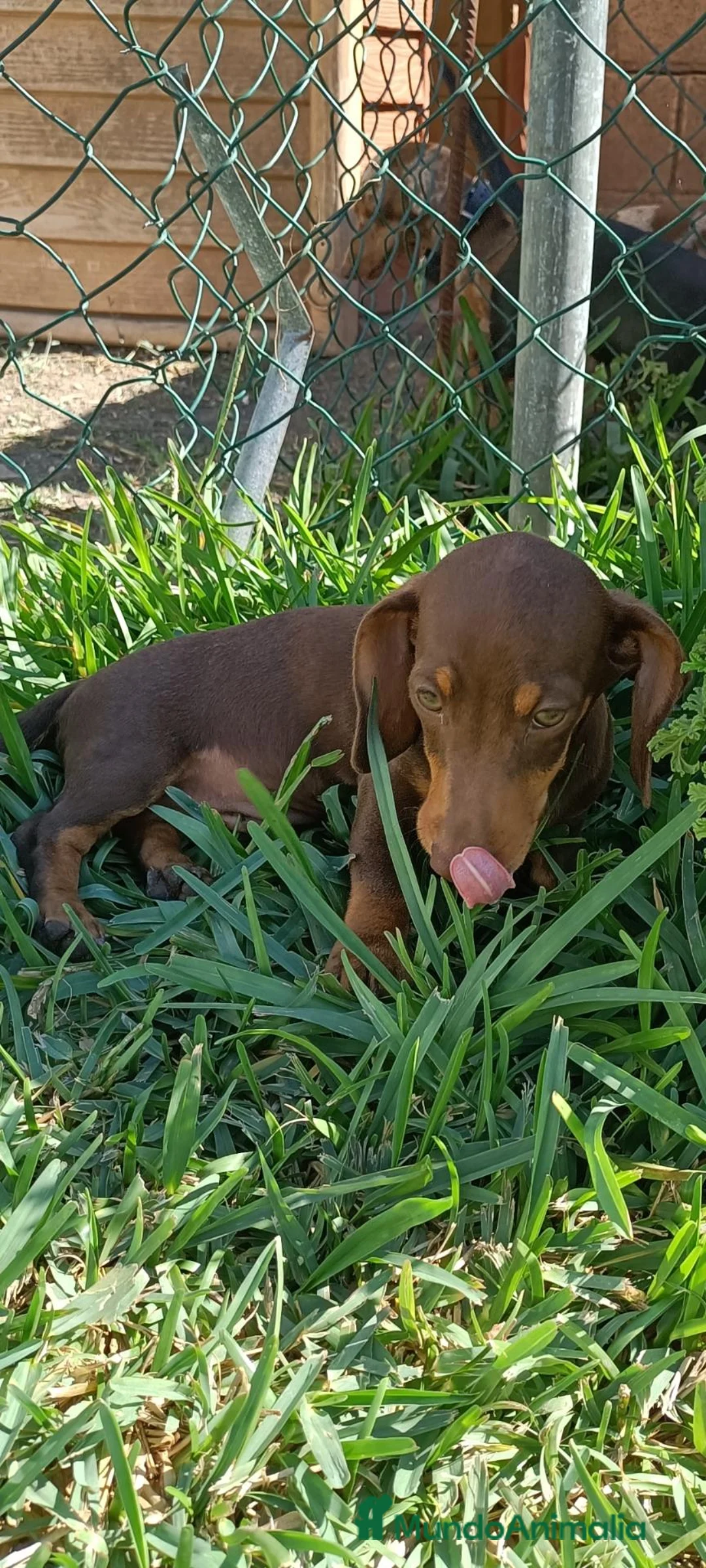 Teckel perros en venta: Preciosos cachorros teckel de pura raza - Anuncio 2