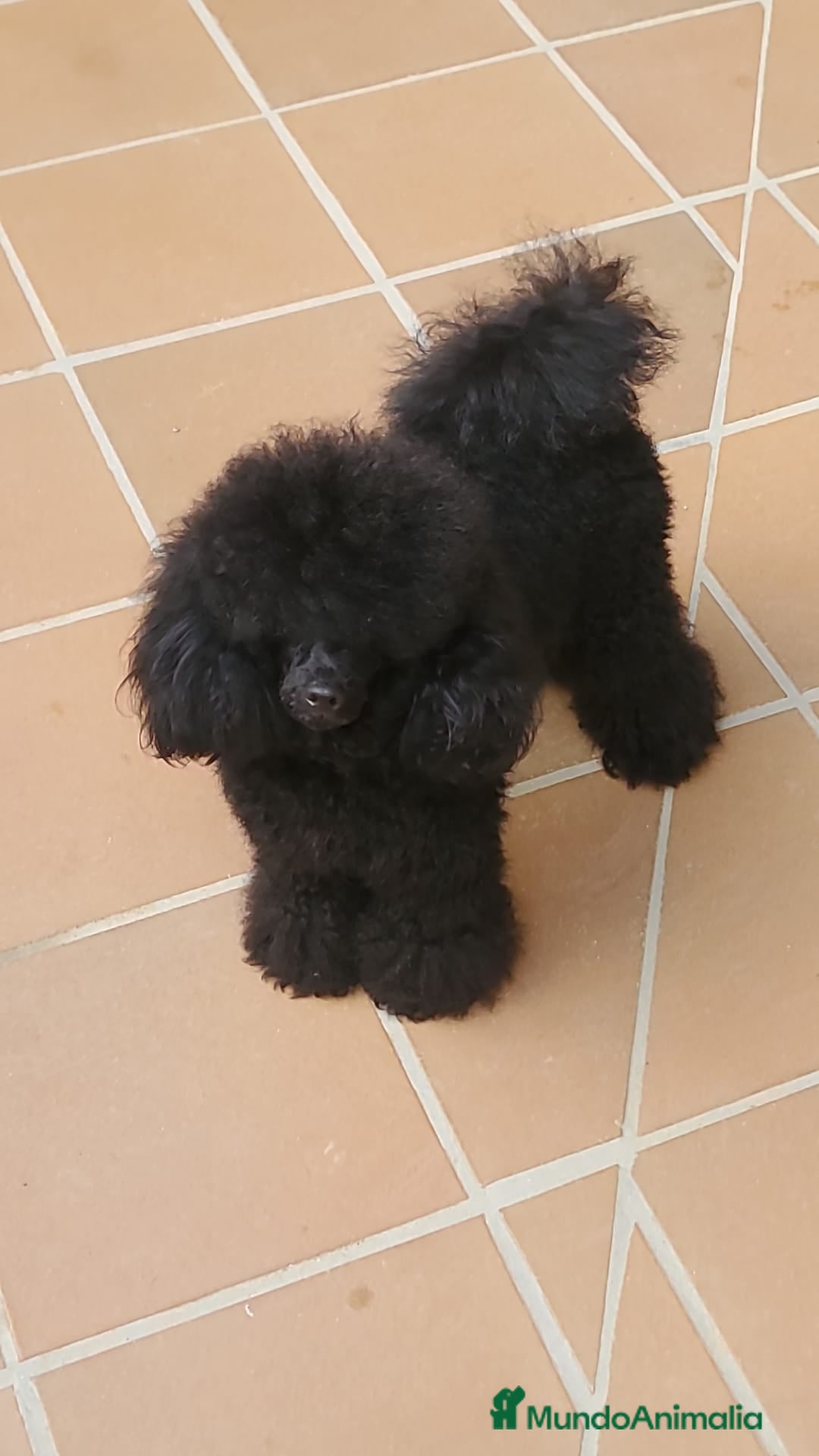 Caniche Toy perros Caniches hembra Toy - Anuncio 1