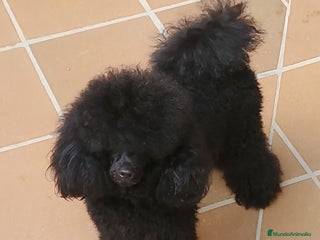 Caniche Toy perros Caniches hembra Toy - Anuncio 2