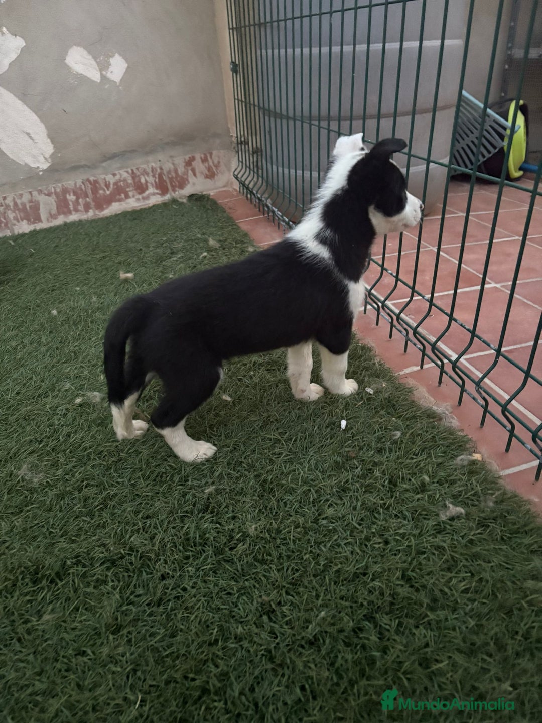 Border Collie perros en venta: BORDER COLLIE  - Imagen 8