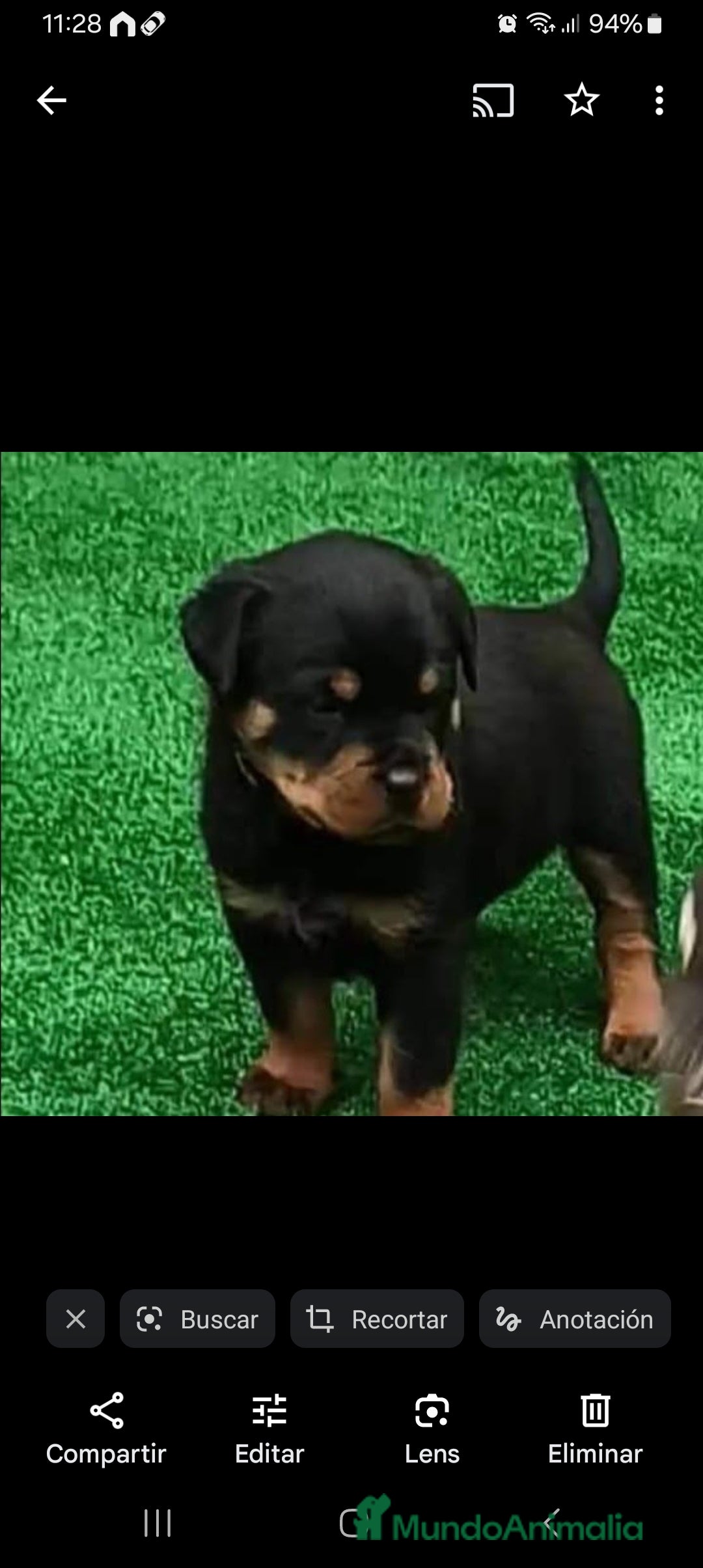 Rottweiler perros en venta: Rottweiler  - Anuncio 3