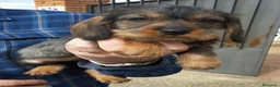Teckel perros en venta: CACHORROS TECKEL PELO DURO DESDE 350 €  - Anuncio 1