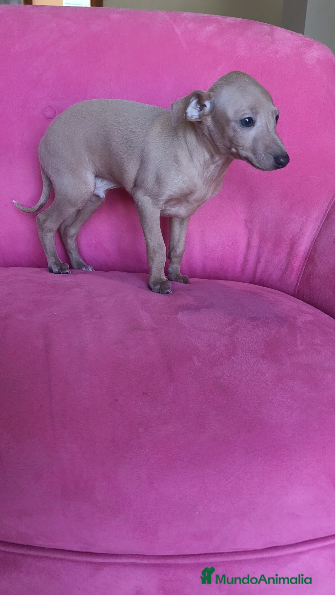 Pequeño Lebrel Italiano perros en venta: Piccolo Galgo Italiano Lebrel - Anuncio 5