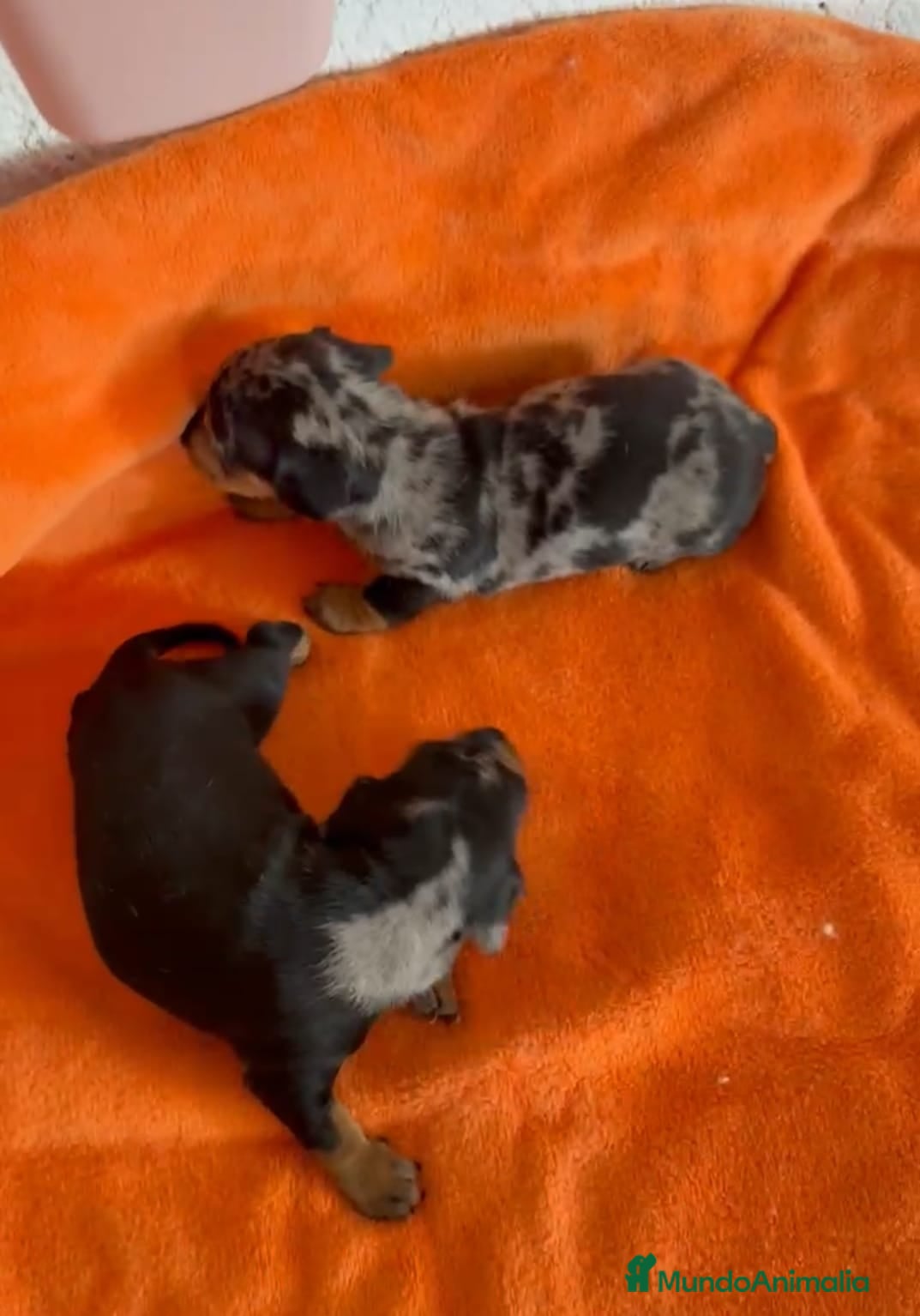 Teckel Miniatura perros Teckel miniatura  - Anuncio 6