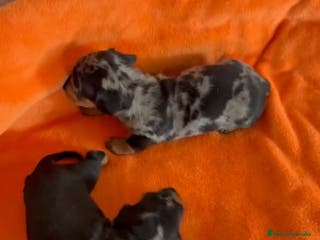 Teckel Miniatura perros Teckel miniatura - Anuncio 6