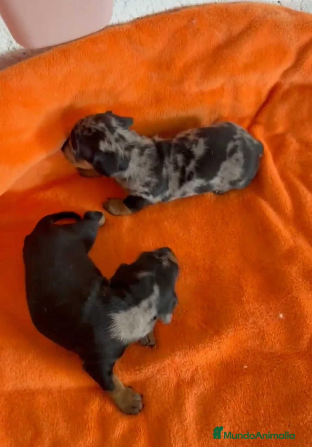 Teckel Miniatura perros en venta: Teckel miniatura  - Anuncio 1