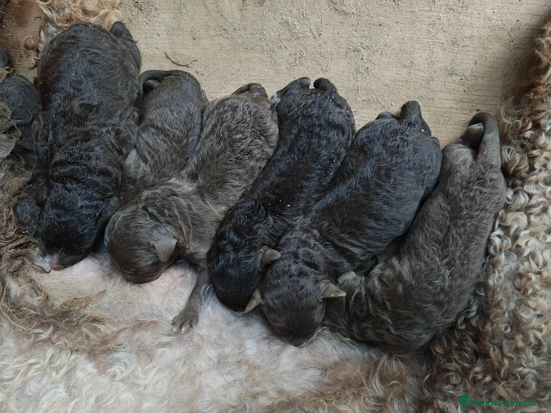 Perro de Agua Español perros en venta: Perro de agua en Sevilla  - Anuncio 4