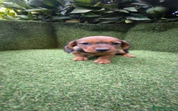 Teckel Miniatura perros en venta: teckel color jabali - Imagen 7