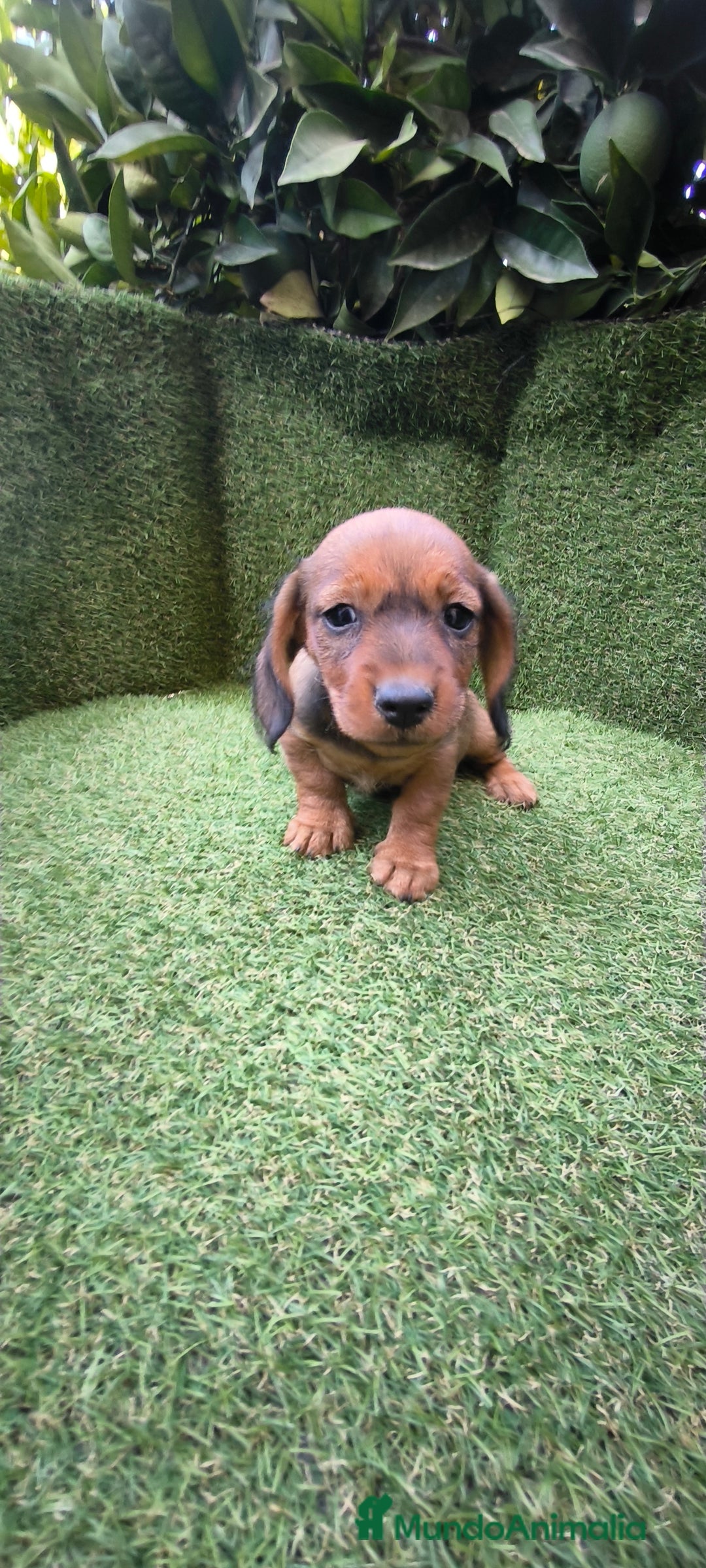 Teckel Miniatura perros en venta: teckel color jabali - Imagen 7