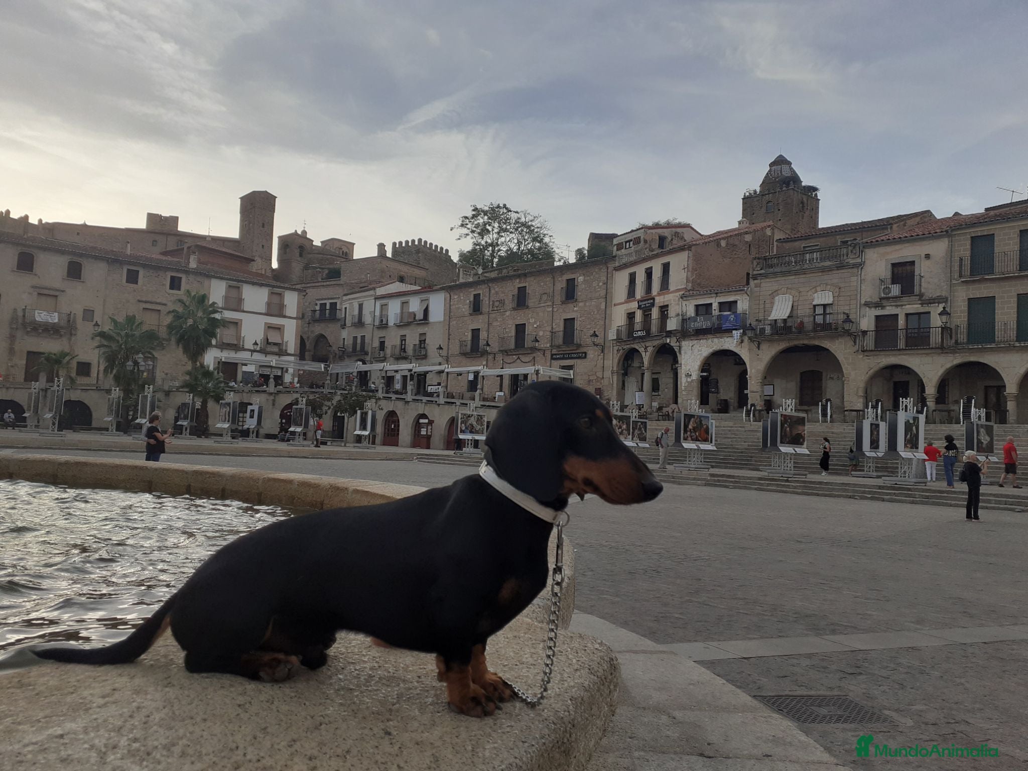 Teckel perros Magníficos Teckel Miniaturas  - Anuncio 1