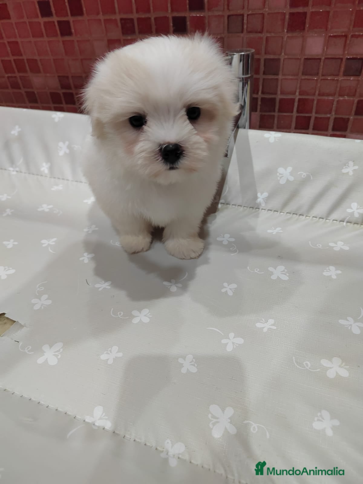 Bichón Maltés perros Último Bichón Maltés disponible - Anuncio 1