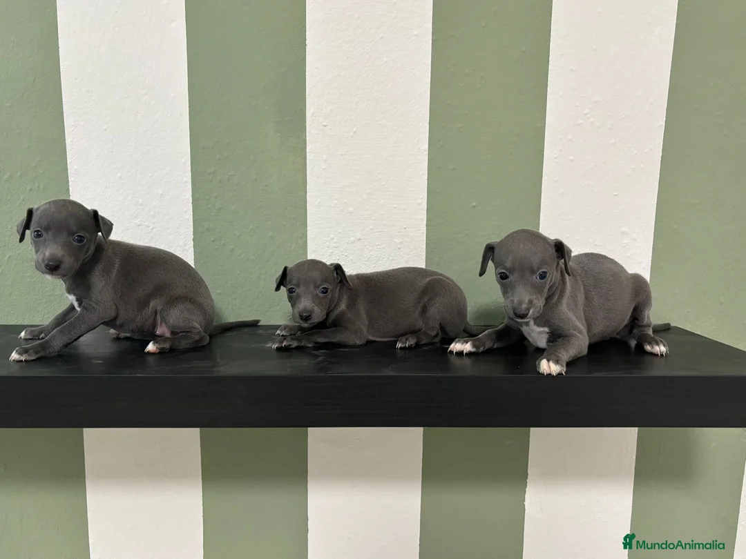 Pequeño Lebrel Italiano perros en venta: Piccolo lebrel italiano galgo  - Anuncio 2