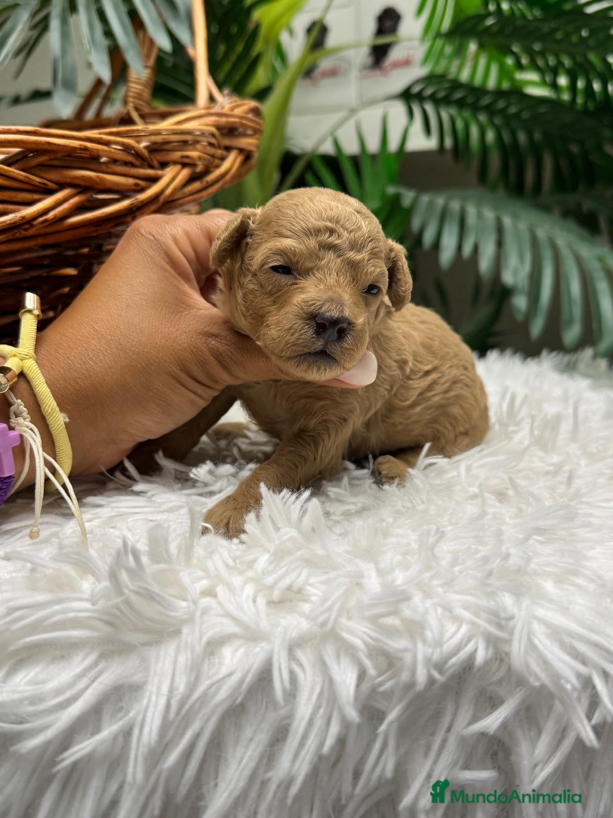 Caniche Toy perros en venta: CANICHE HEMBRA - Anuncio 10