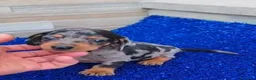 Teckel Miniatura perros en venta: Teckel miniaturas  - Anuncio 2
