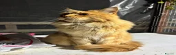 Maine Coon gatos en venta: Preciosa camada de cachorros Maine coon  - Anuncio 3