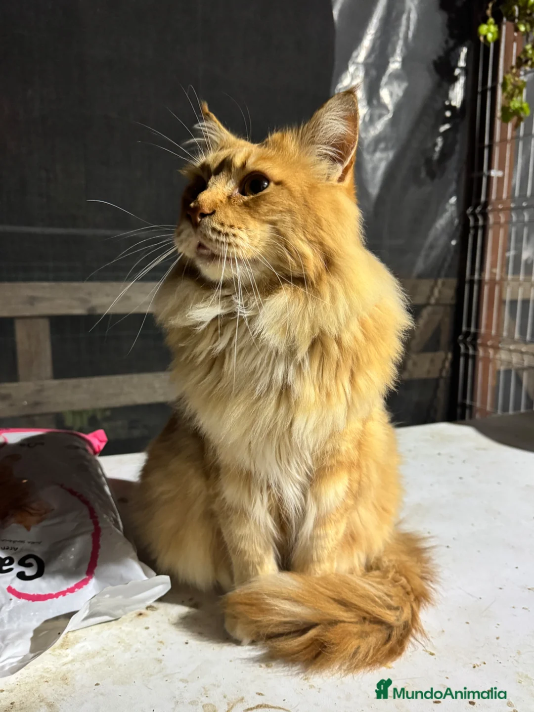 Maine Coon gatos en venta: Preciosa camada de cachorros Maine coon  - Anuncio 2