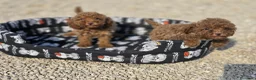 Caniche Toy perros en venta: Caniche toy rojo macho - Anuncio 3