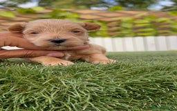 Maltipoo perros en venta: MALTIPOO - Imagen 3