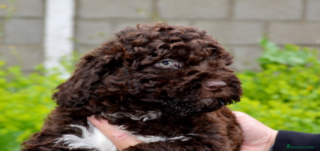 Imagen de galería {{count}}