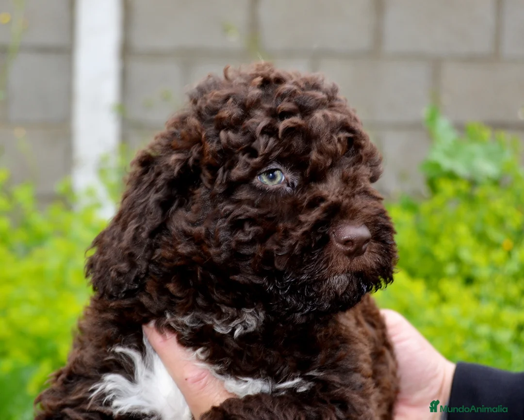 Imagen de galería {{count}}