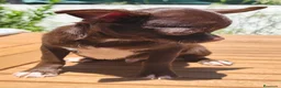 Chihuahua perros en venta: Chihuahua chocolate  - Anuncio 4