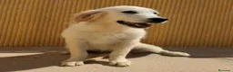 Golden Retriever perros en venta: Preciosa hembra de golden retriever - Anuncio 8