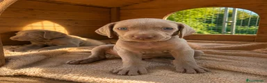 Weimaraner 7