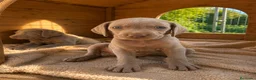 Weimaraner perros en venta: WEIMARANER - Anuncio 7