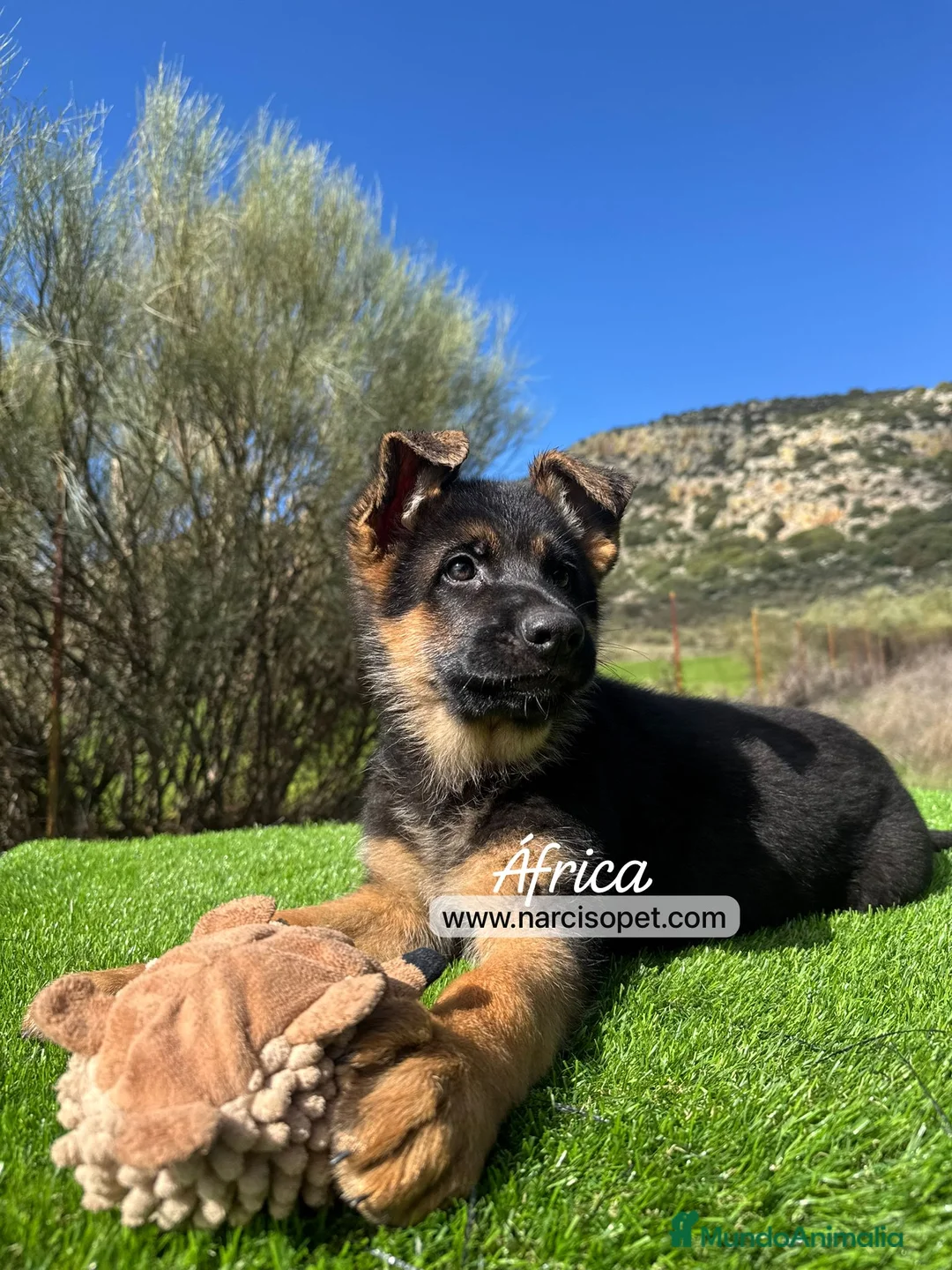 Pastor Alemán perros en venta: PASTOR ALEMAN HEMBRA - Anuncio 5