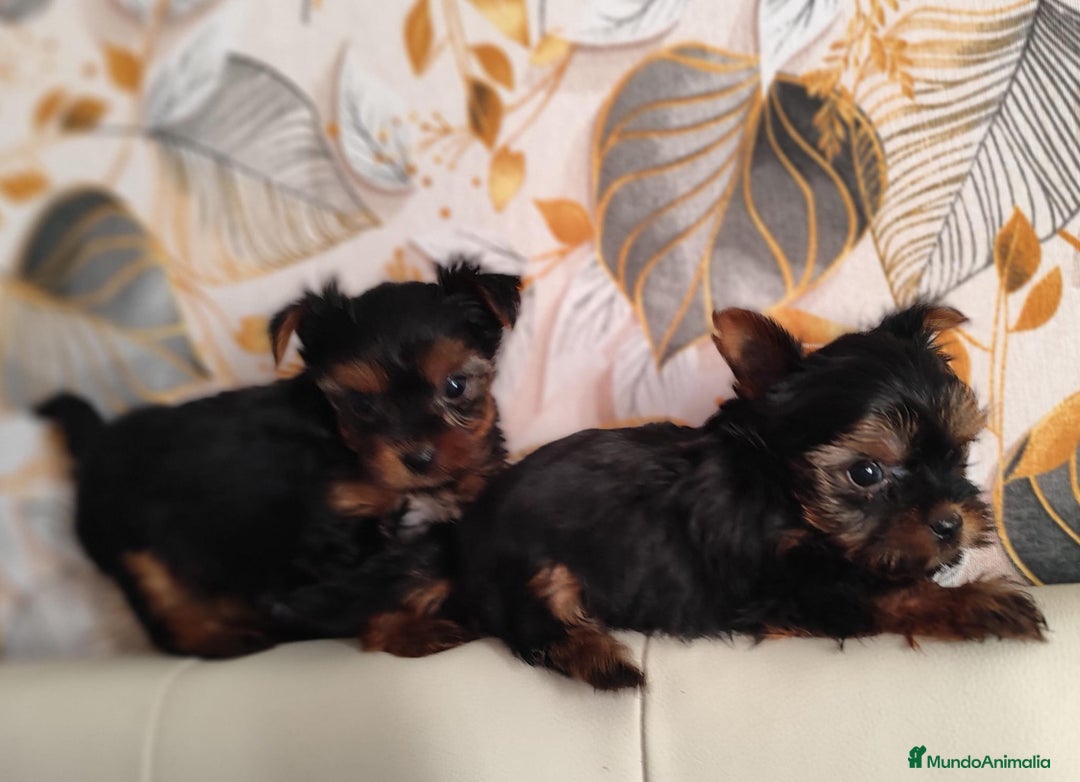 Yorkshire Terrier perros en venta: Yorkshire terrier toy - Anuncio 1