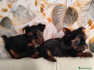 Yorkshire Terrier perros Yorkshire terrier toy - Anuncio 1
