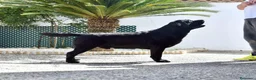 Labrador Retriever perros en venta: LABRADOR NEGRO DISPONIBLE - Anuncio 5