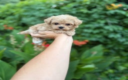 Maltipoo perros en venta: Maltipoo macho !!! - Imagen 4