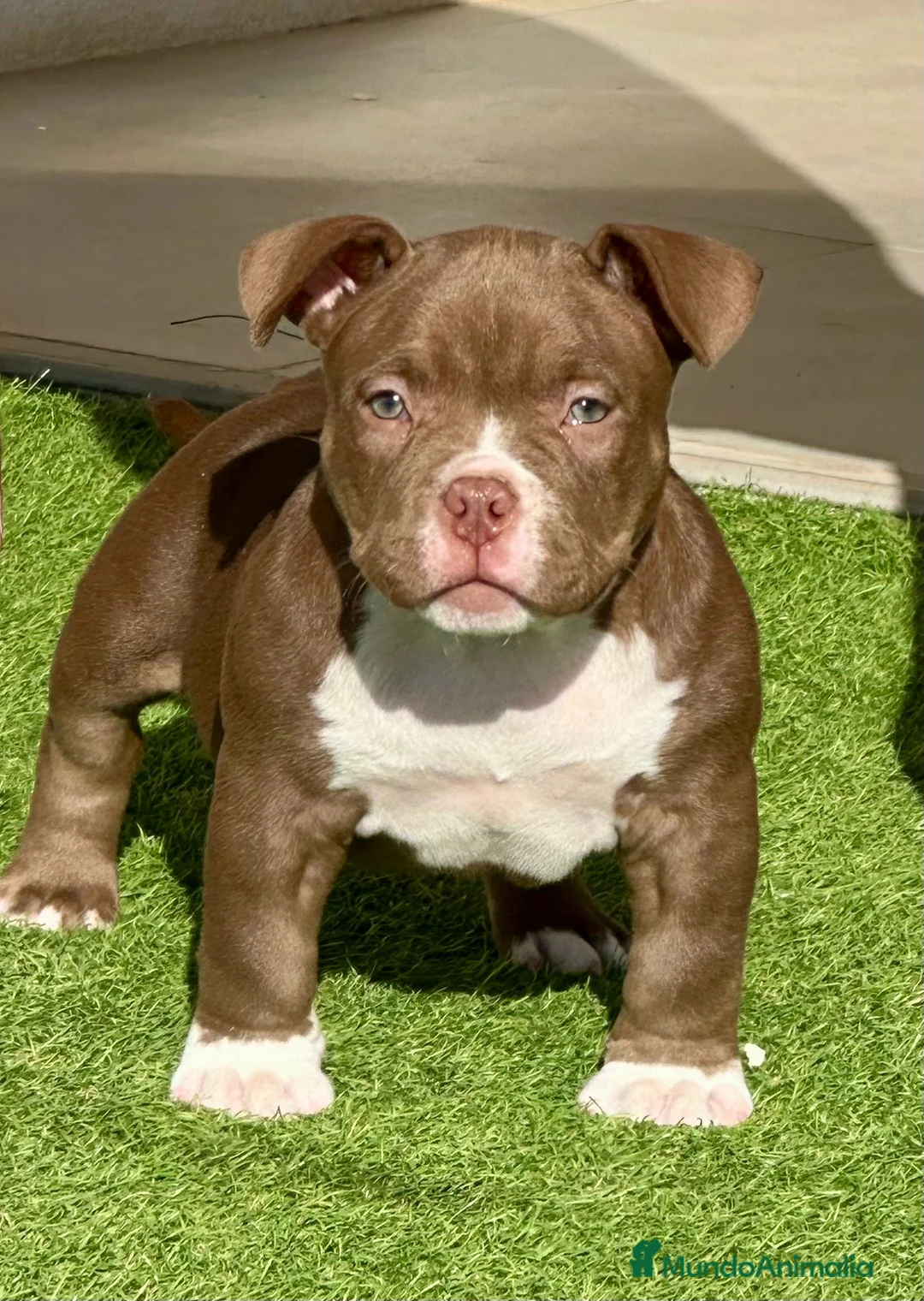 American Bully perros en venta: Camada American Bully - Anuncio 2