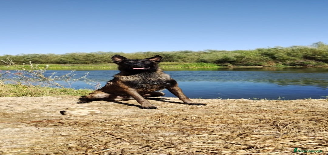 Imagen de galería {{count}}