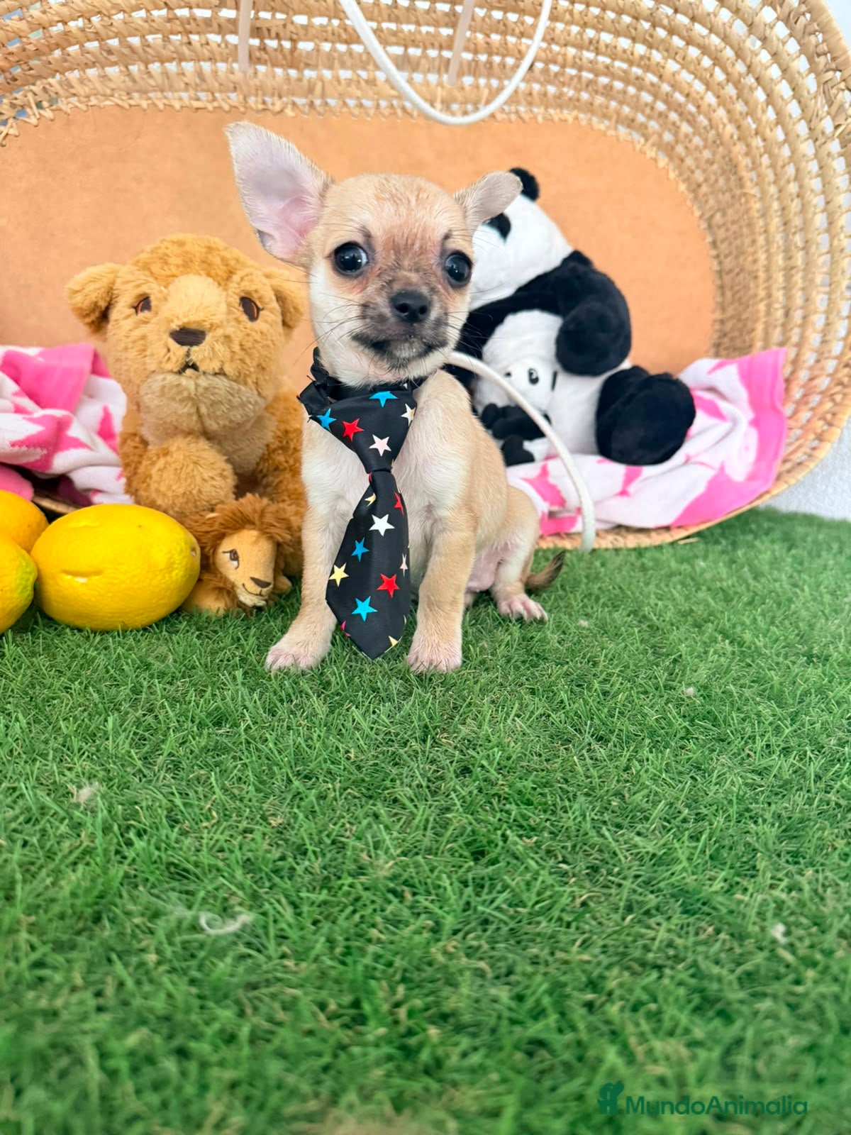 Chihuahua perros Chihuahuas mini - Anuncio 1
