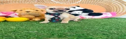 Chihuahua perros en venta: Chihuahuas mini - Anuncio 1
