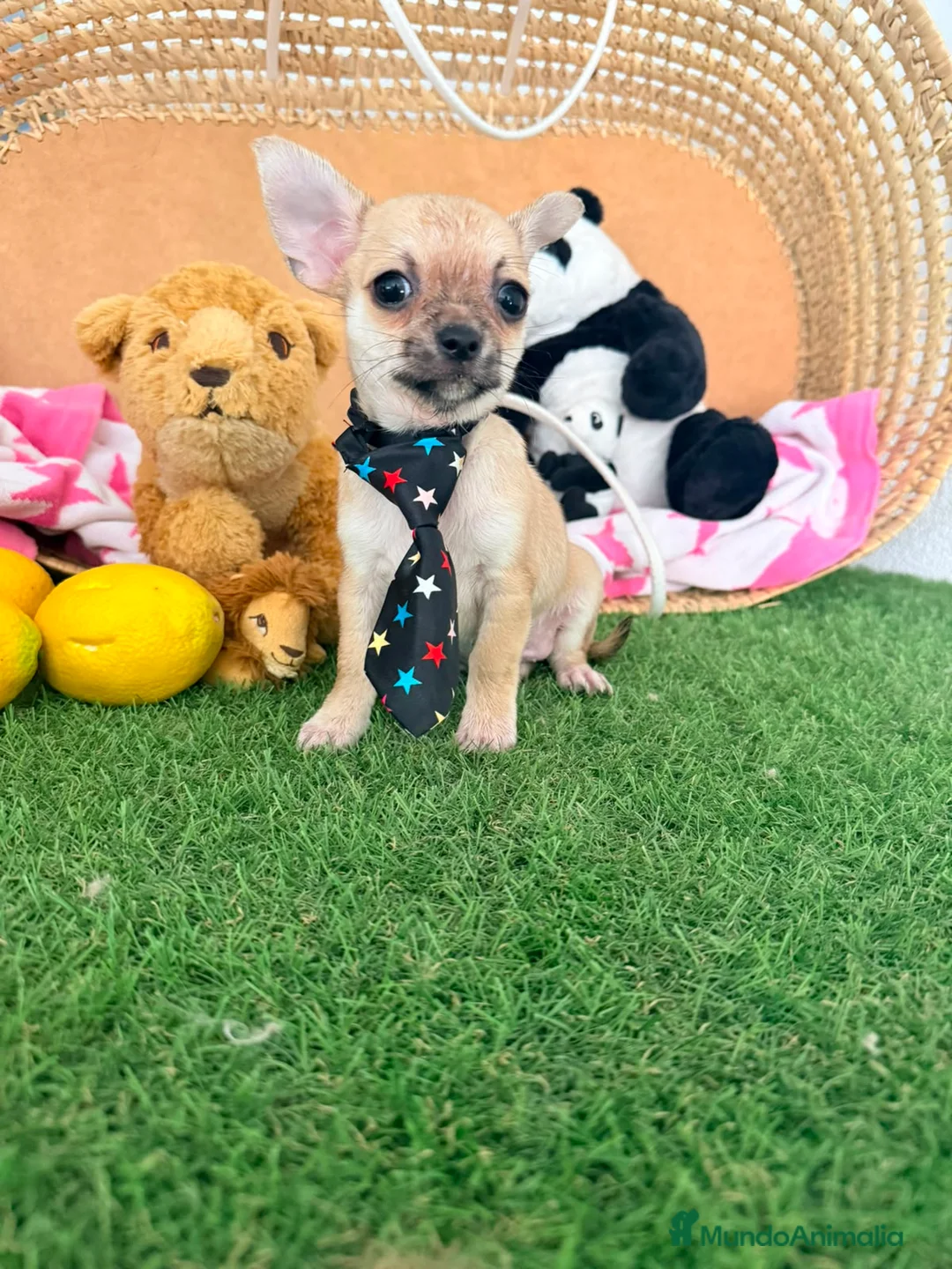 Chihuahua perros en venta: Chihuahuas mini - Anuncio 1
