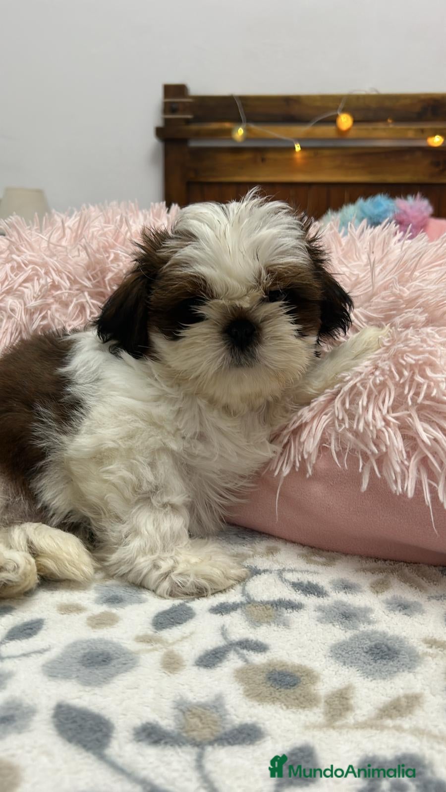 Shih Tzu perros SHIH TZU DISPONIBLES - Anuncio 1