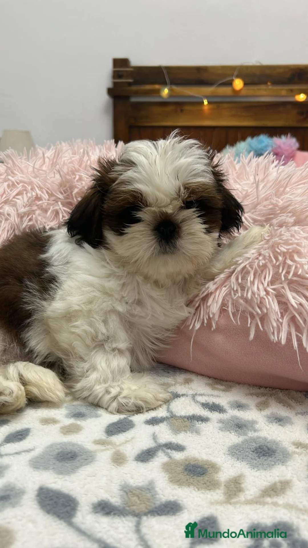 Shih Tzu perros en venta: SHIH TZU DISPONIBLES - Anuncio 1