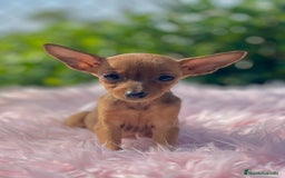 Ratón de Praga perros en venta: Ratona de Praga roja  - Imagen 5