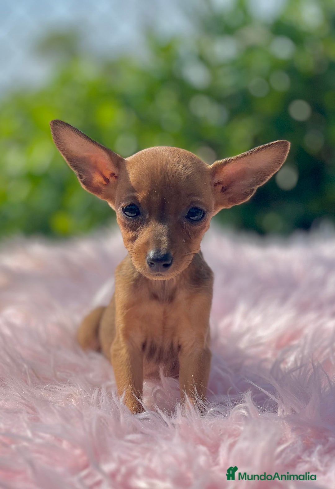 Ratón de Praga perros en venta: Ratona de Praga roja  - Imagen 5