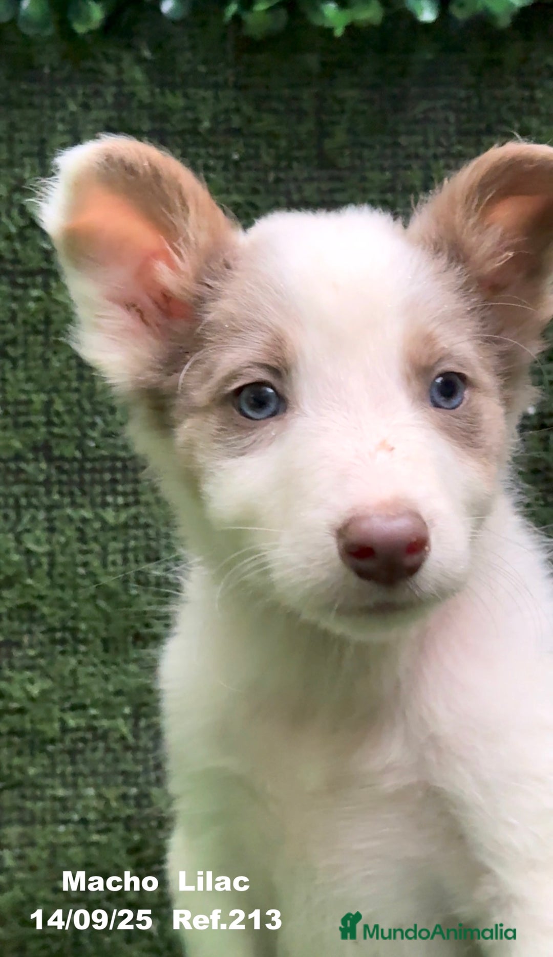 Border Collie perros en venta: BORDER COLLIE color lilac - Imagen 20