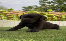 Labrador Retriever perros en venta: LABRADOR MACHO - Imagen 12