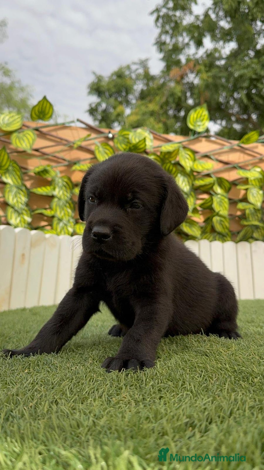 Labrador Retriever perros en venta: LABRADOR MACHO - Imagen 12